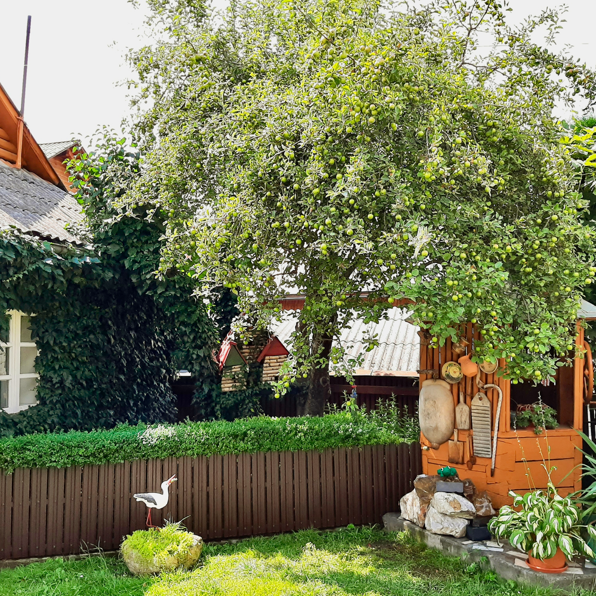 Maro Cedru | RAL 8019