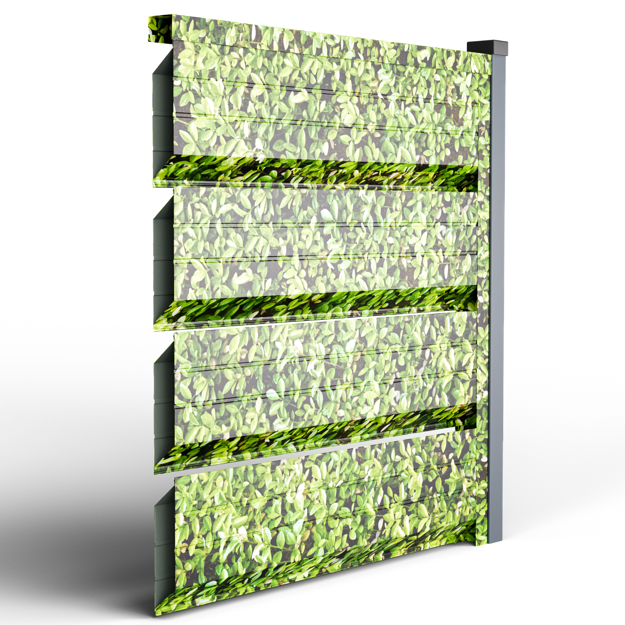 Romb Grande | Merisor